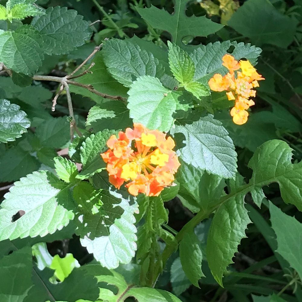 Meet your Posher, Rene